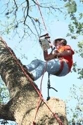 Stevens Tree Felling & Stump Removal