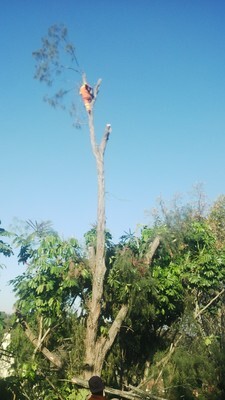 CPS Tree Felling