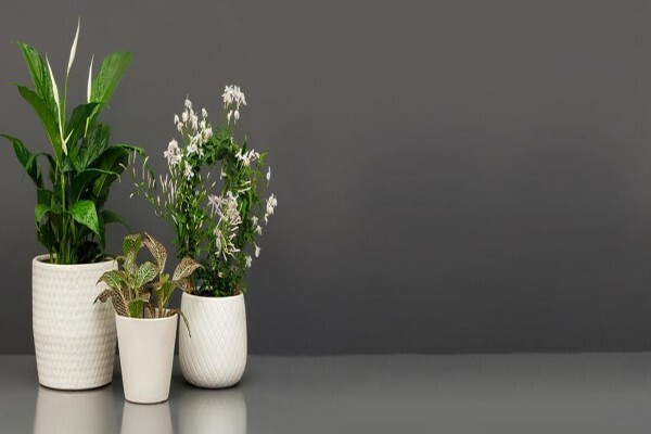 Stodels Nurseries (Pty) Ltd:Branches:Constantia