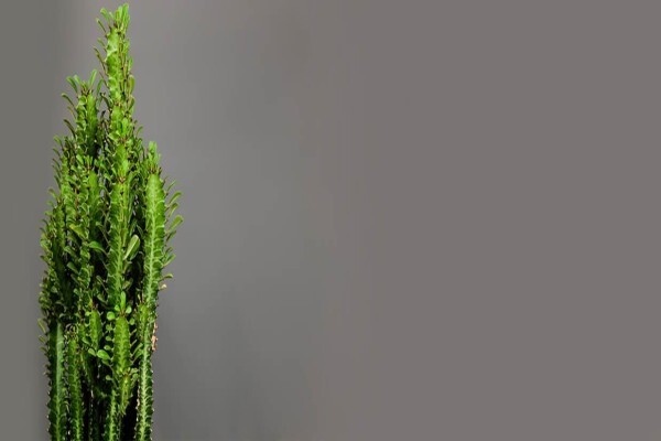 Stodels Nurseries (Pty) Ltd:Branches:Kenilworth