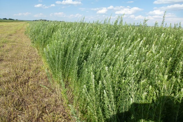 Agricol (Pty) Ltd