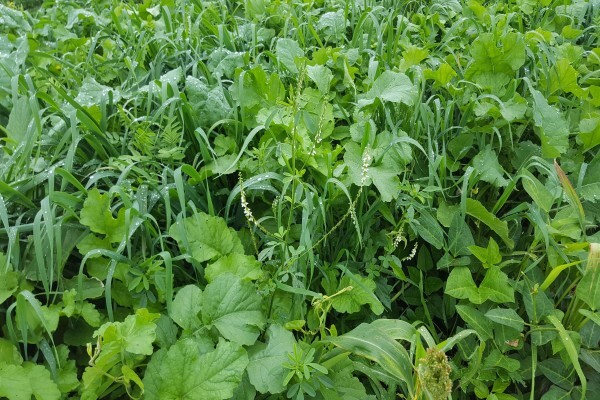 Agricol (Pty) Ltd
