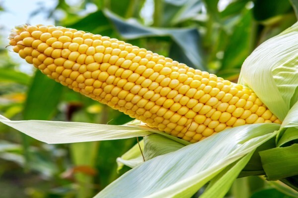 Agricol (Pty) Ltd
