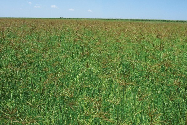 Agricol (Pty) Ltd