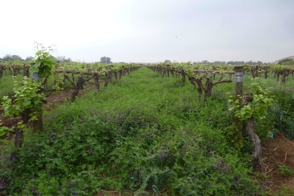 Agricol (Pty) Ltd