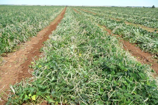 Agricol (Pty) Ltd