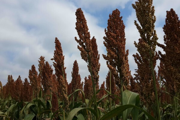 Agricol (Pty) Ltd