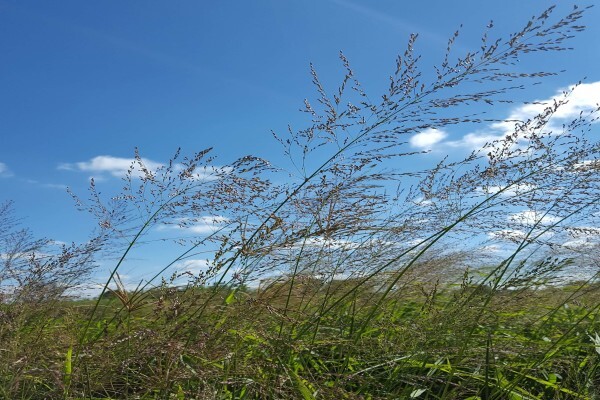 Agricol (Pty) Ltd