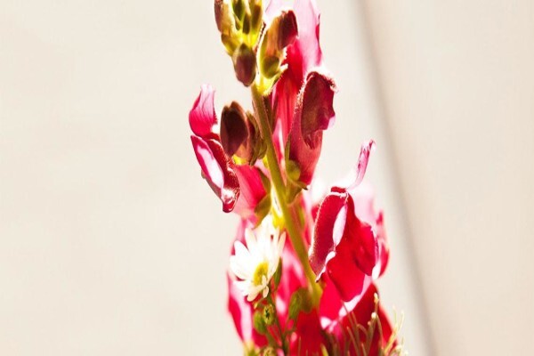 Summit Clinic