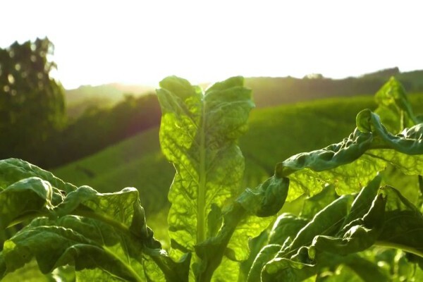 British American Tobacco South Africa