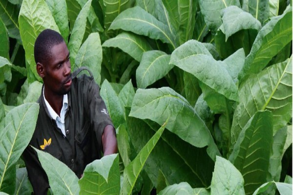 British American Tobacco South Africa