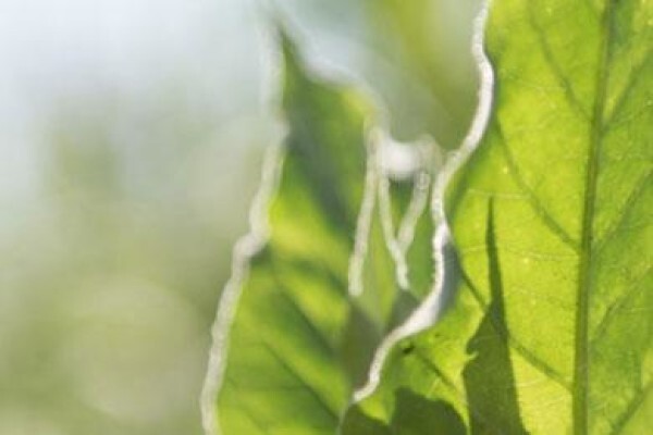 British American Tobacco SA (Pty) Ltd