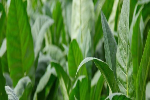 British American Tobacco (SA) (Pty) Ltd