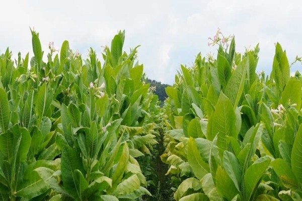 British American Tobacco (SA) (Pty) Ltd