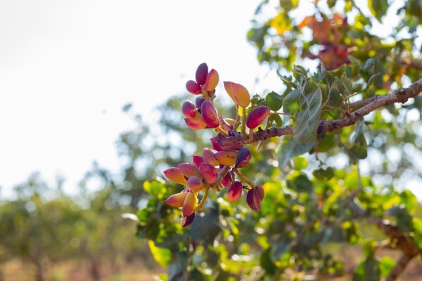 Netafim (SA)