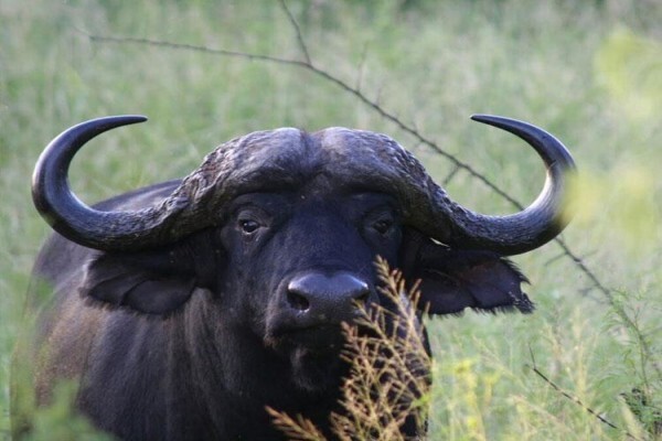 Zwartkloof Private Game Reserve