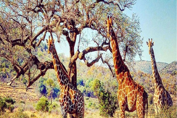 Zwartkloof Private Game Reserve