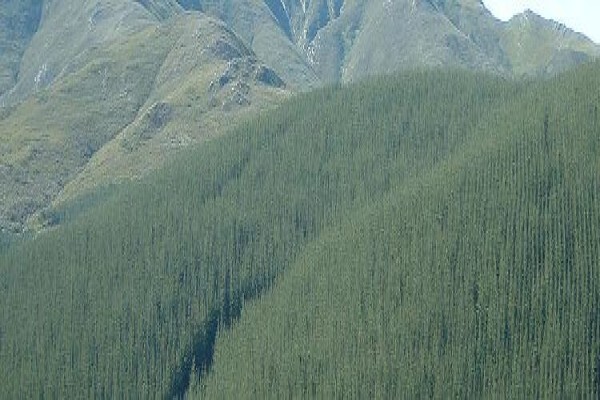 Geelhoutvlei Timbers