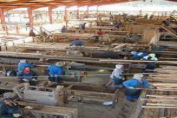 Geelhoutvlei Timbers