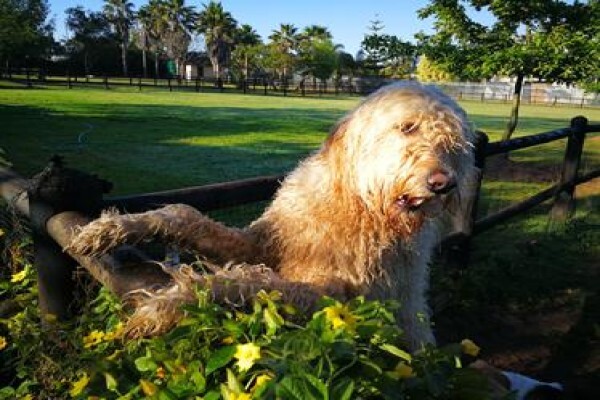 Zimzala K9 Estate