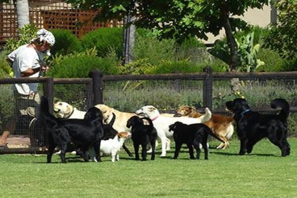 Zimzala K9 Estate