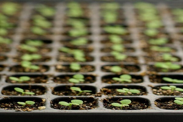 Universal Leaf Africa (Pty)Ltd