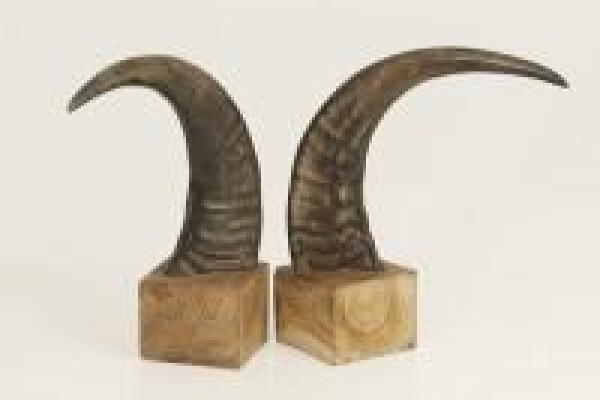 Jambo Import & Export (Pty) Ltd