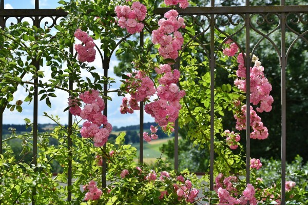 Gardenshop (Pty) Ltd:Contact Centre Alpha Call:Bryanston