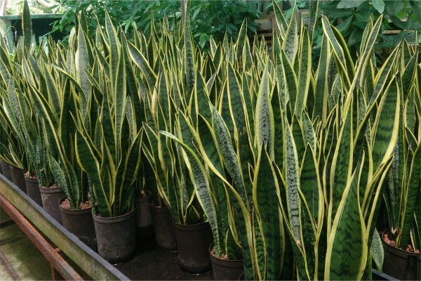 Gardenshop (Pty) Ltd