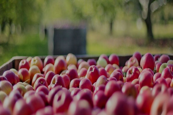 Fruits Unlimited