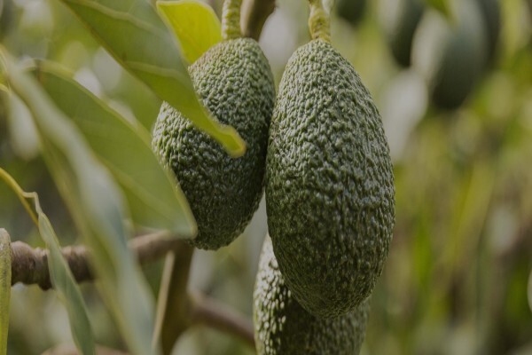 Fruits Unlimited