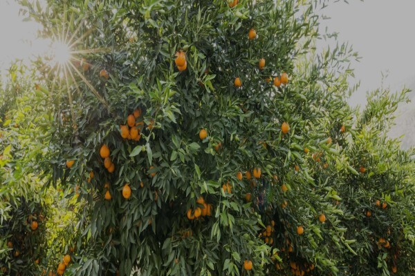 Fruits Unlimited