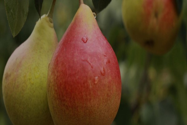 Fruits Unlimited