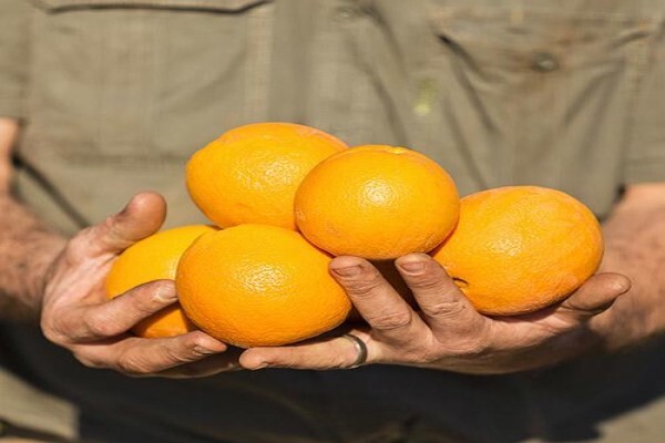 Fruits Unlimited