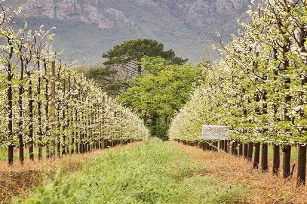Fruits Unlimited