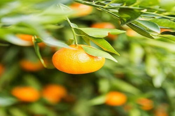 Fruits Unlimited