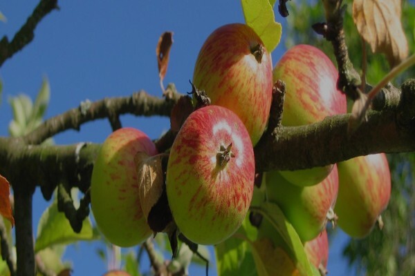Fruits Unlimited