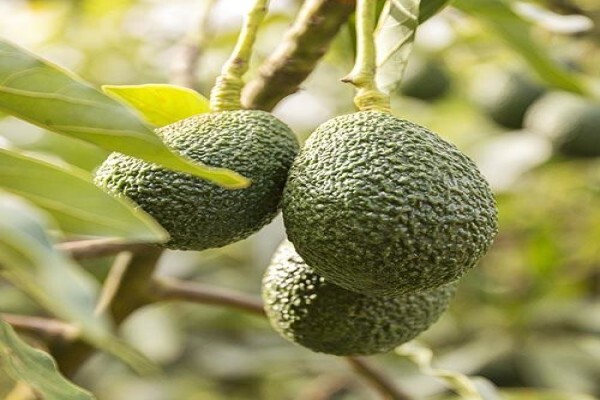 Fruits Unlimited
