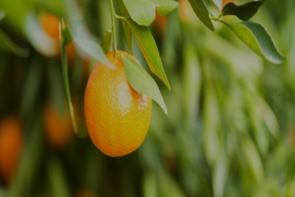 Fruits Unlimited