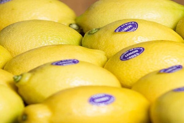 Fruits Unlimited