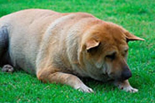 Tygerberg Animal Hospital
