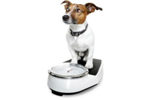 Tygerberg Animal Hospital