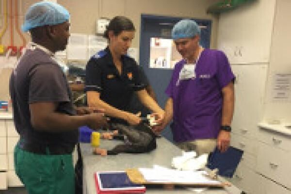 Tygerberg Animal Hospital