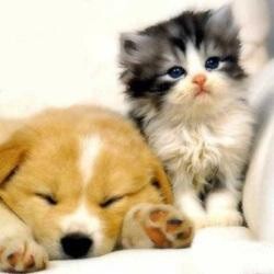 Veterinary House Hospital