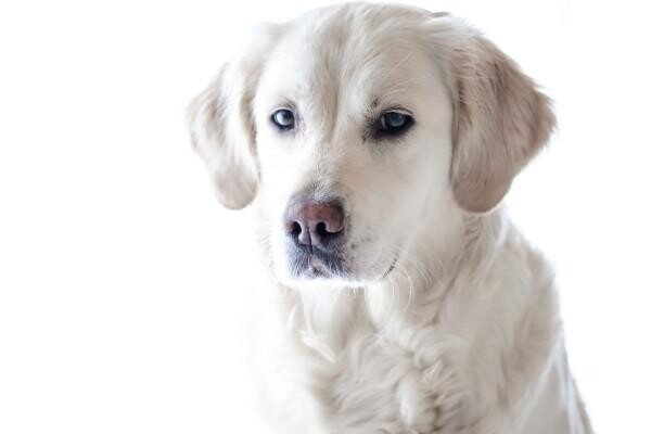 Sandown Veterinary Clinic