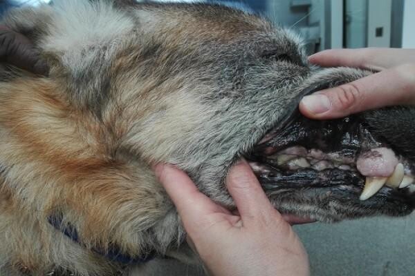 Sandown Veterinary Clinic