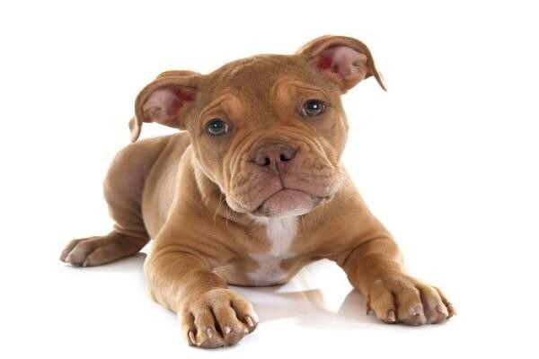 Sandown Veterinary Clinic