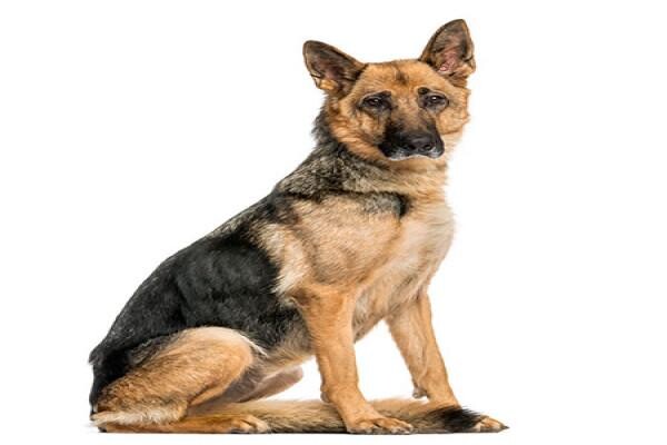 Sandown Veterinary Clinic