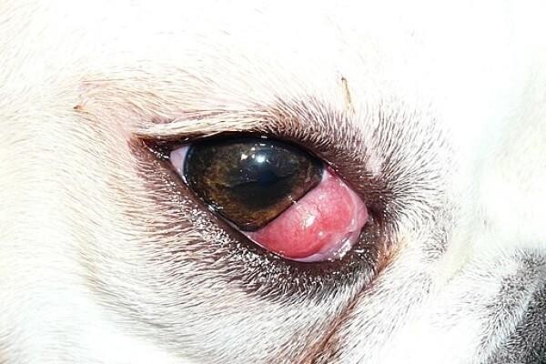 Sandown Veterinary Clinic