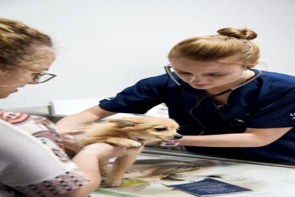 Sandown Veterinary Clinic